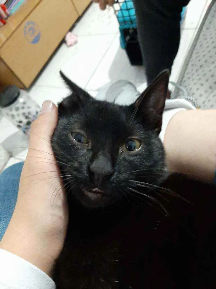 Gato ra a Não tem  idade 7 a 11 meses nome Não tem 