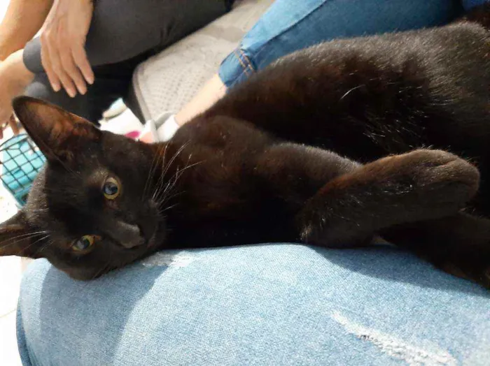 Gato ra a Não tem  idade 7 a 11 meses nome Não tem 