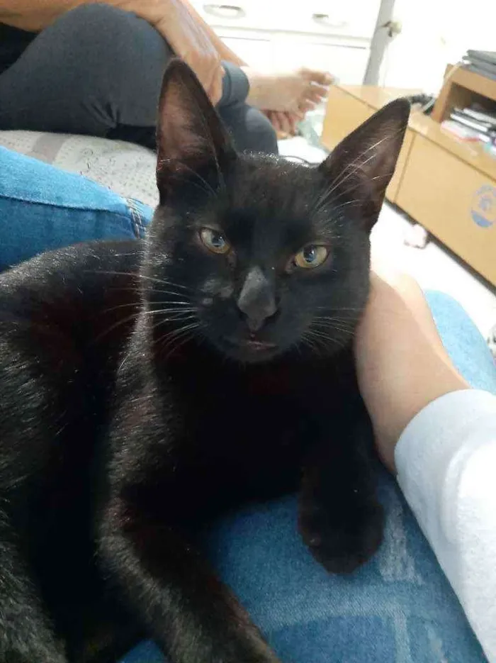 Gato ra a Não tem  idade 7 a 11 meses nome Não tem 