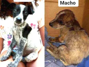 Cachorro raça Indefinido  idade Abaixo de 2 meses nome Sem nome