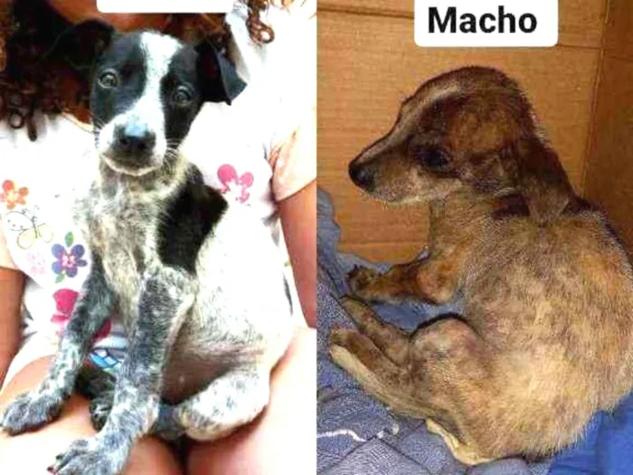 Cachorro ra a Indefinido  idade Abaixo de 2 meses nome Sem nome