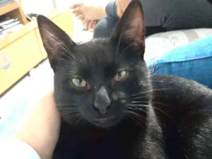 Gato raça Não tem  idade 7 a 11 meses nome Não tem 