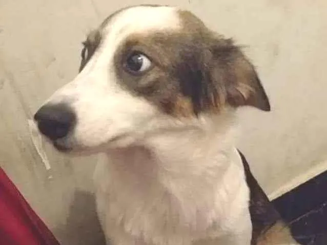 Cachorro ra a SRD idade 1 ano nome Abandonada