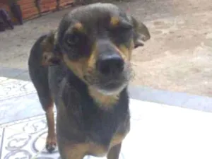 Cachorro raça Pincher misturado idade 5 anos nome Bongo