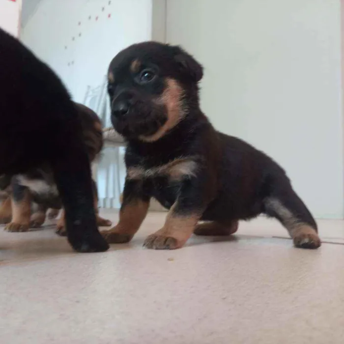 Cachorro ra a Salsicha  idade 2 a 6 meses nome Linda