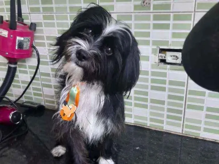 Cachorro raça Mix idade 1 ano nome Pituchu