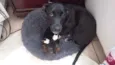 Pingo