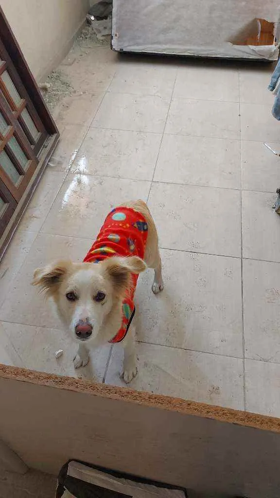 Cachorro ra a SRD idade 2 anos nome Mel