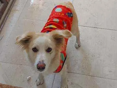 Cachorro ra a SRD idade 2 anos nome Mel