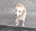 Mel