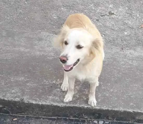 Cachorro ra a SRD idade 2 anos nome Mel
