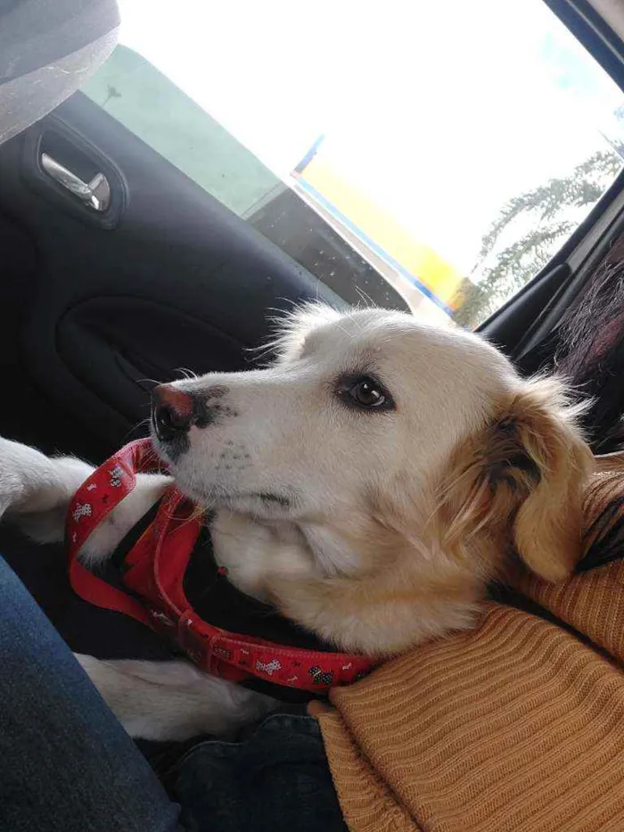 Cachorro ra a SRD idade 2 anos nome Mel