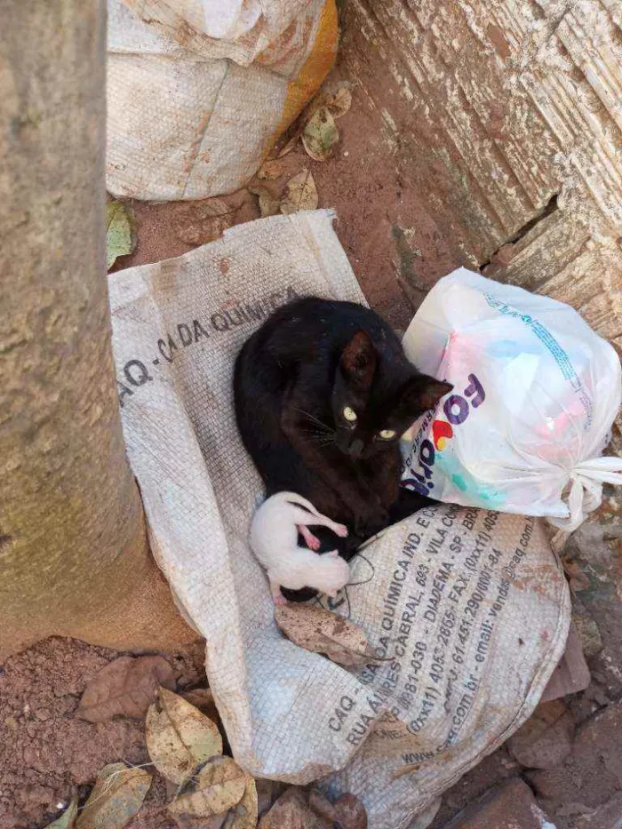 Gato ra a Vira lata idade Abaixo de 2 meses nome Sem nome