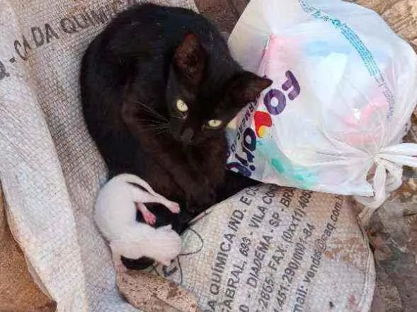 Gato ra a Vira lata idade Abaixo de 2 meses nome Sem nome