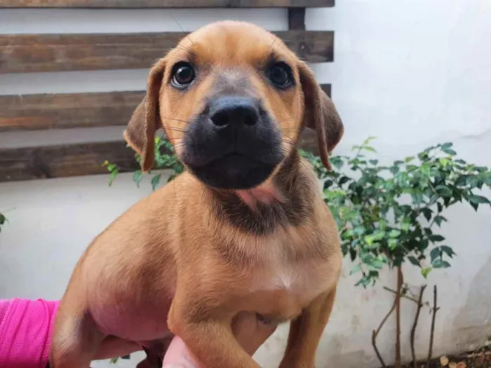 Cachorro raça SRD  idade Abaixo de 2 meses nome Sem nome