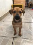 Cachorro raça SRD  idade Abaixo de 2 meses nome Sem nome