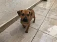 Cachorro raça SRD  idade Abaixo de 2 meses nome Sem nome
