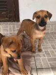 Cachorro raça SRD  idade Abaixo de 2 meses nome Sem nome