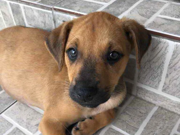 Cachorro raça SRD  idade Abaixo de 2 meses nome Sem nome