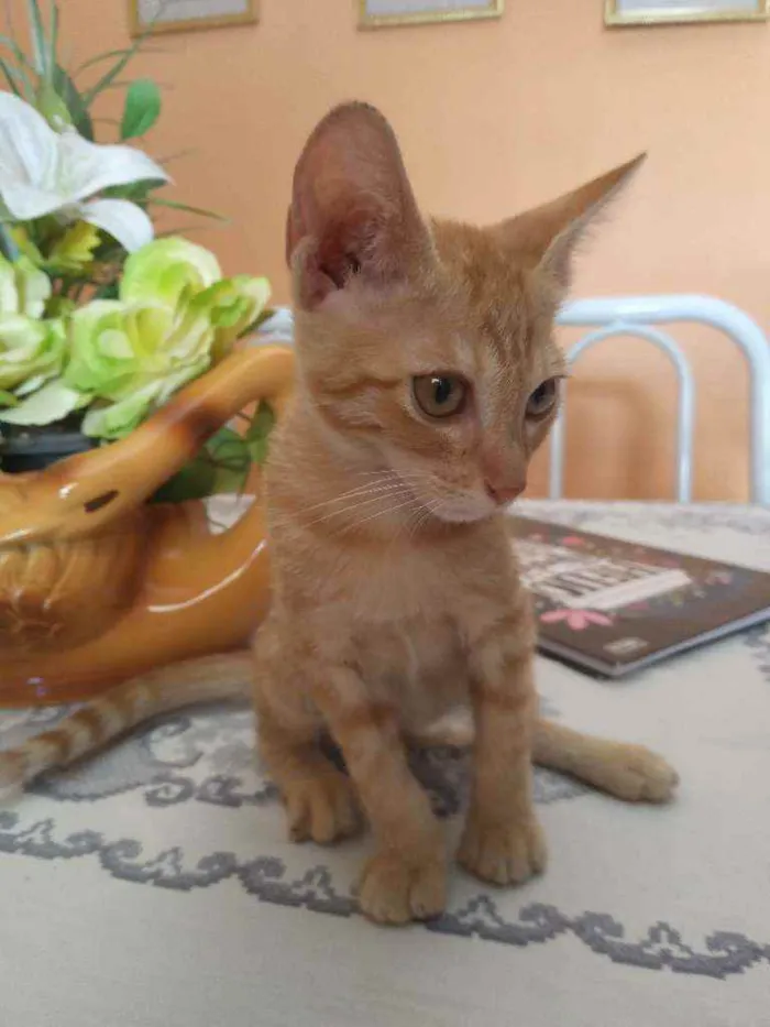 Gato ra a Raça não definida  idade 2 a 6 meses nome Sem nome ainda.