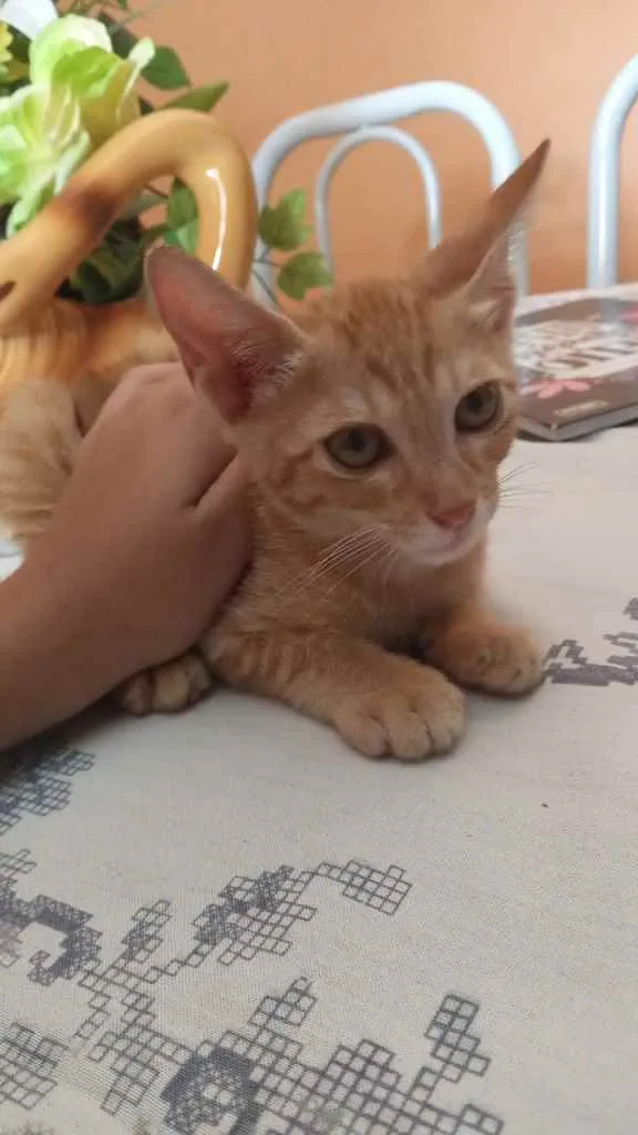 Gato ra a Raça não definida  idade 2 a 6 meses nome Sem nome ainda.