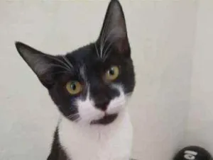 Gato raça Srd idade 2 a 6 meses nome Miguel