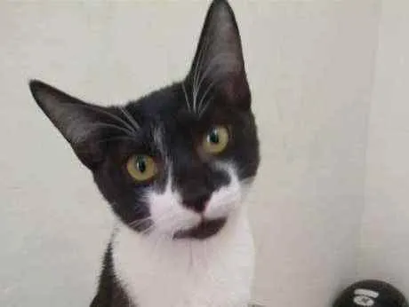 Gato ra a Srd idade 2 a 6 meses nome Miguel