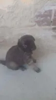 Lulu