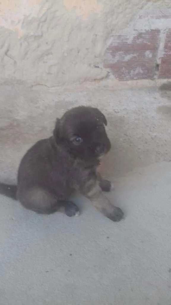 Cachorro raça Srd idade 2 a 6 meses nome Lulu