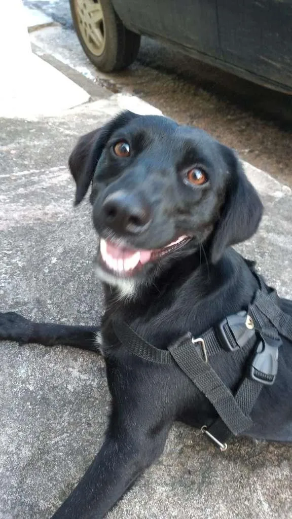 Cachorro ra a SRD-ViraLata idade 2 anos nome JOANA