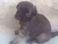 Lulu