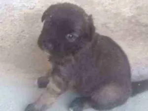 Cachorro raça Srd idade 2 a 6 meses nome Lulu