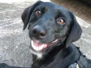 Cachorro raça SRD-ViraLata idade 2 anos nome JOANA