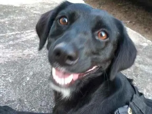 Cachorro ra a SRD-ViraLata idade 2 anos nome JOANA