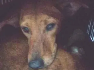 Cachorro raça Srd idade 1 ano nome Nescau castrada