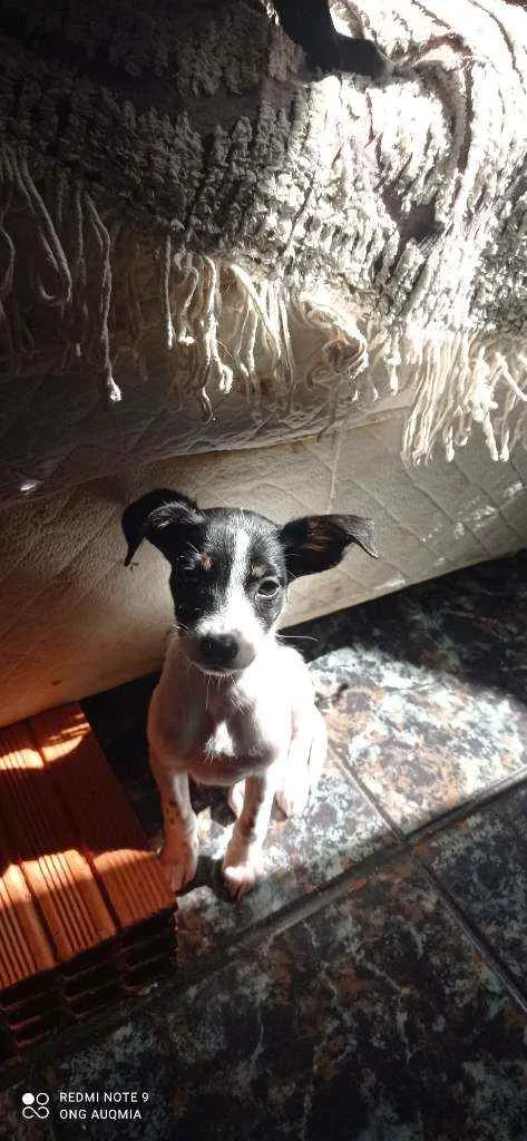 Cachorro raça SRD idade 2 a 6 meses nome Malhada