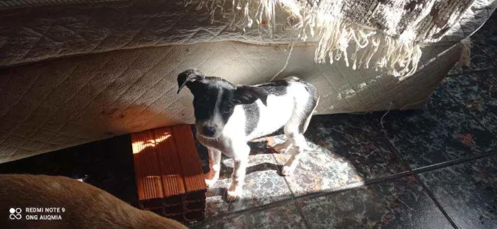 Cachorro raça SRD idade 2 a 6 meses nome Malhada