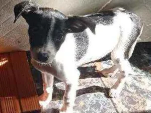 Cachorro raça SRD idade 2 a 6 meses nome Malhada