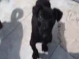 Cachorro raça SRD idade 2 a 6 meses nome Osiris