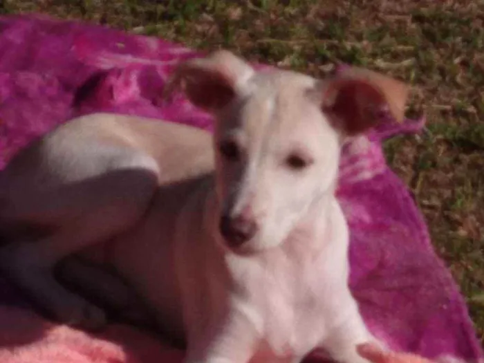 Cachorro raça SRD idade 2 a 6 meses nome Rex