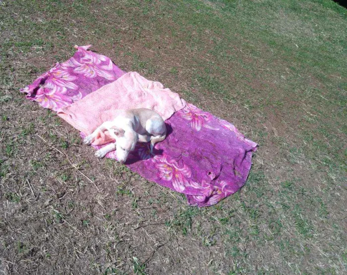 Cachorro raça SRD idade 2 a 6 meses nome Rex