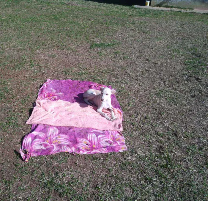 Cachorro raça SRD idade 2 a 6 meses nome Rex