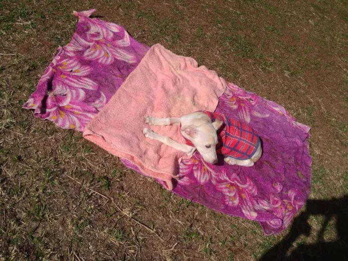 Cachorro raça SRD idade 2 a 6 meses nome Rex