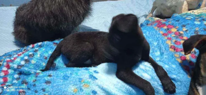 Cachorro raça SRD idade 2 a 6 meses nome Zeus