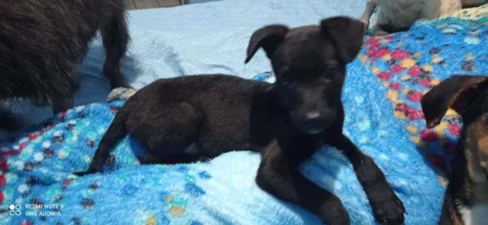 Cachorro raça SRD idade 2 a 6 meses nome Zeus