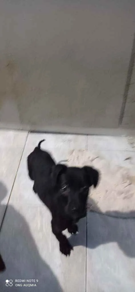 Cachorro raça SRD idade 2 a 6 meses nome Zeus