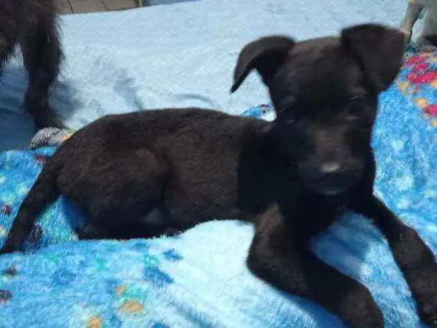 Cachorro raça SRD idade 2 a 6 meses nome Zeus