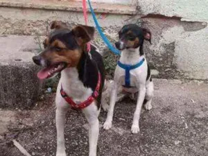 Cachorro raça Pinscher idade 7 a 11 meses nome Não tem nome