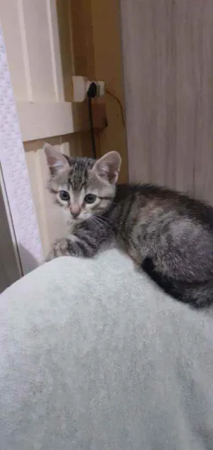 Gato raça Sem raça idade Abaixo de 2 meses nome  Safira