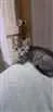 Gato raça Sem raça idade Abaixo de 2 meses nome  Safira